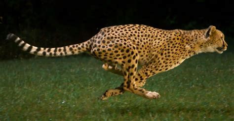 This Cheetah is Running 100 km/h… in Super Slow Motion » TwistedSifter