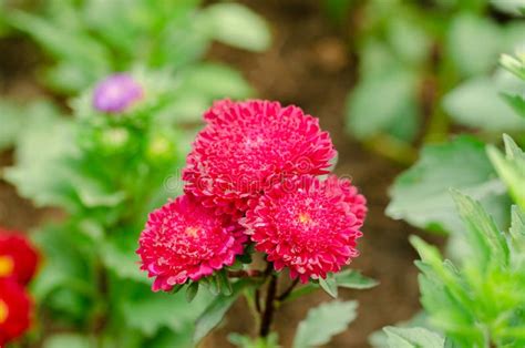 Red Aster Flower in the Garden Stock Photo - Image of china, bouquet ...