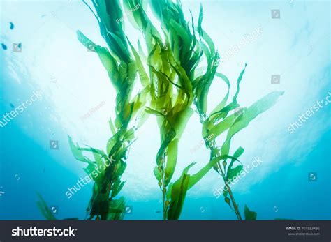 96,499 Underwater Seaweed Images, Stock Photos & Vectors | Shutterstock