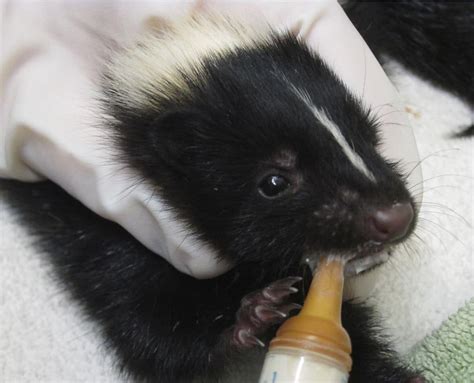 Skunk Babies at WildCare