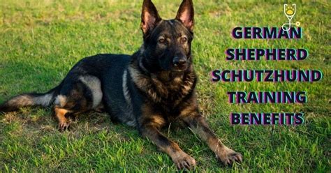 German Shepherd Schutzhund Training Benefits | Veterinary Articles