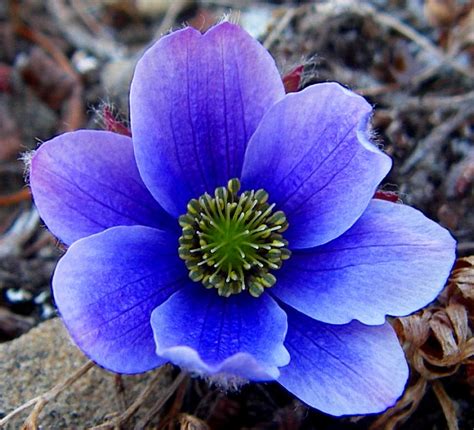 Arctic 1000: Flower Characteristics of the High Arctic