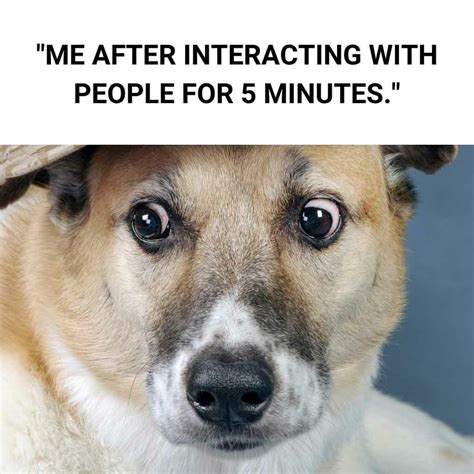 25+ Hilarious Dog Memes You Need To See