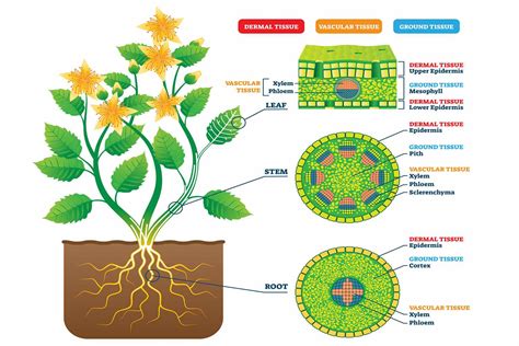 Tissue Definition and Examples in Biology