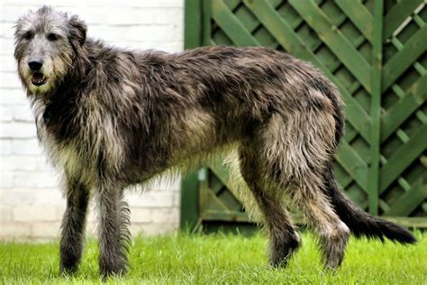 White Irish Wolfhound Puppies