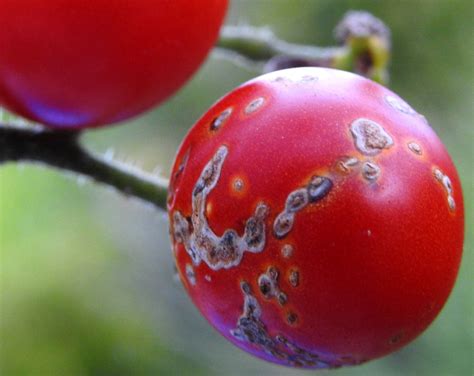 Bacterial canker of Tomato