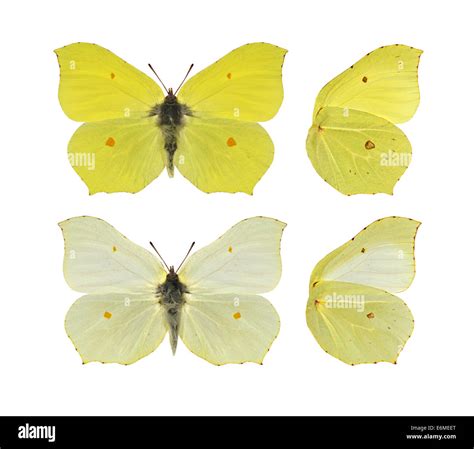 Male brimstone butterfly Cut Out Stock Images & Pictures - Alamy