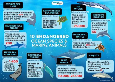 Ocean Animals For Kids Research