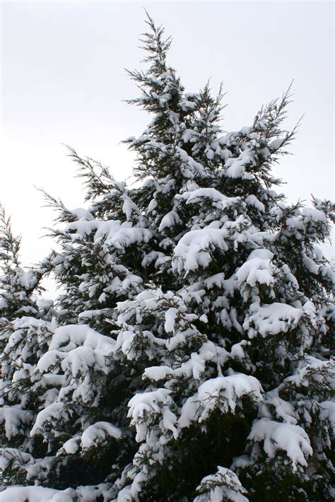 Snow Covered Evergreen Tree Picture | Free Photograph | Photos Public ...