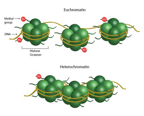 Chromatin Remodeling and Unraveling the Histone Code | EpiGentek