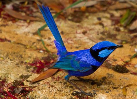 Birdwatching Across Australia's Outback | Australian Wildlife Journeys