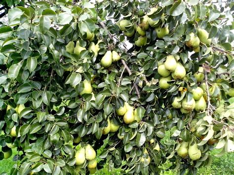 Free picture: pear, tree, fruit