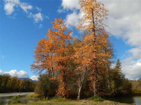 Cottonwood trees in fall stock photo. Image of leaves - 72274884