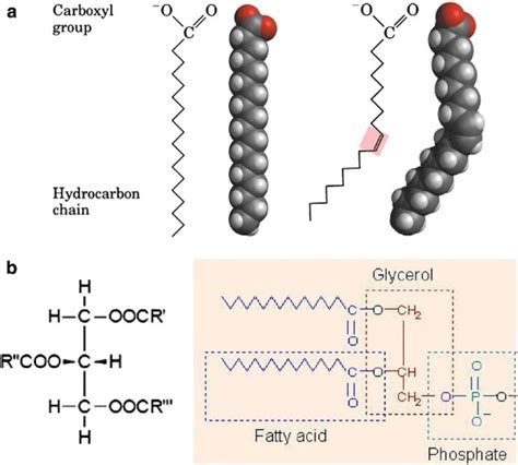 Fatty Acid Diagram