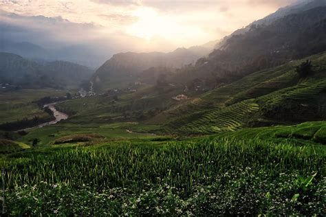 "Vietnamese Rice Fields In Sapa. Picturesque View Of Rice Fields At ...