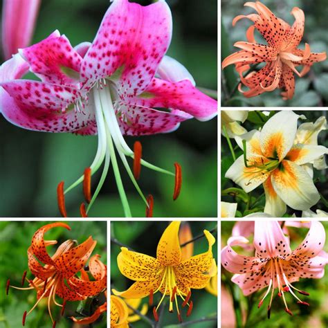 Colorful Tiger Lily Bulbs for Sale | Wild About Tiger Lily Mix – Easy ...