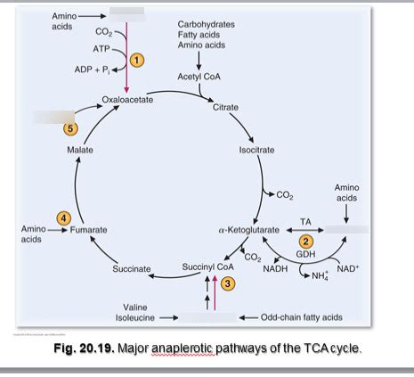 생화학 4-4 anaplerotic pathway Diagram | Quizlet