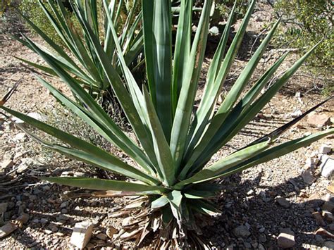 Agave sisalana, sisal