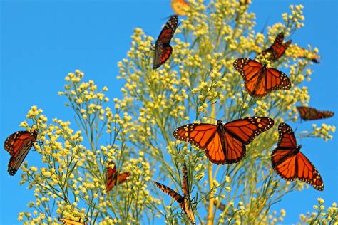 Dallas Trinity Trails: 2013 Monarch Butterfly Migration