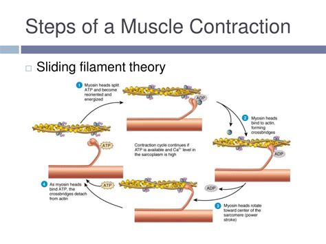 Muscle Contraction Diagram Answer Sheet