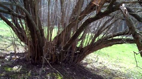 PRUNING: Cutting back a Lilac - YouTube