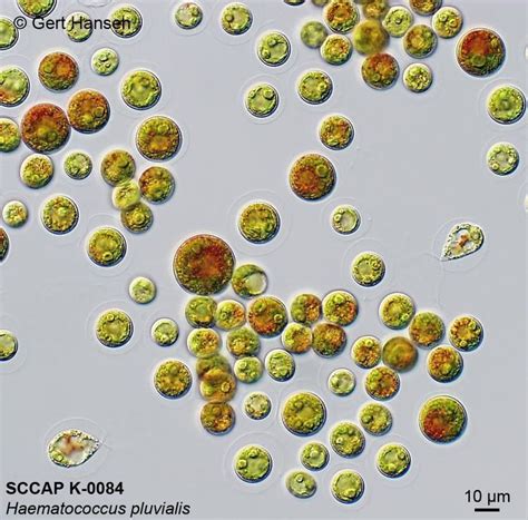 Haematococcus pluvialis - Alchetron, the free social encyclopedia