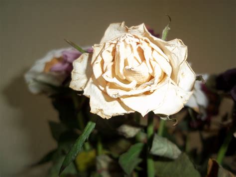 Wilted rose | Wilted rose, Rose, Wilted