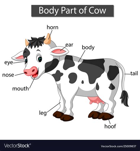 Beef Anatomy Chart: A Visual Reference of Charts | Chart Master