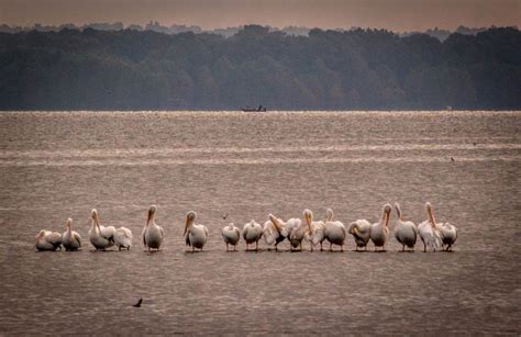 Camping at Reelfoot Lake State Park in Tennessee - Pack Your Baguios