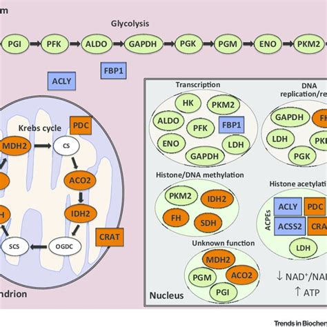 Acetyl-CoA-Producing Enzymes (ACPEs) and Nuclear Histone Acetylation ...