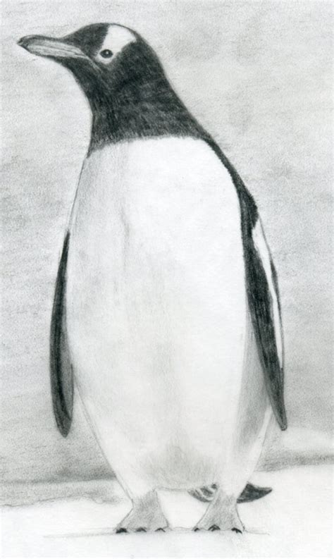 How To Draw A Penguin