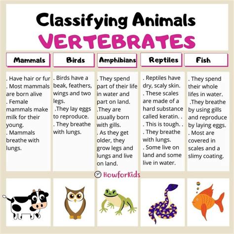 Vertebrates for Kids | Vertebrates and invertebrates, Vertebrates ...