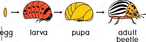 Life cycle of Colorado potato beetle or Leptinotarsa decemlineata ...