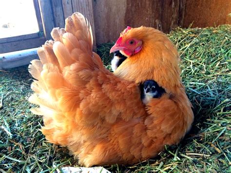 The 10 Best Egg Laying Chickens