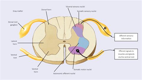 Spinal Cord Cross Section Labeled | Spinal cord, Brain anatomy and ...