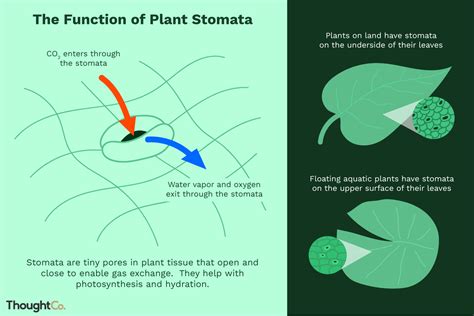 What is the Function of Plant Stomata?