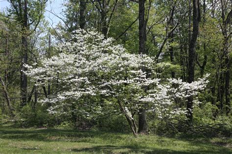 Shelley D. Blackwell: White Flowering Trees In Florida / Pink Dogwood ...