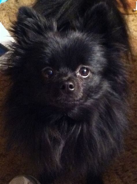 Black Pomeranian Yorkie Mix - Pets Lovers