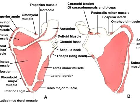 Lateral Angle Of Scapula