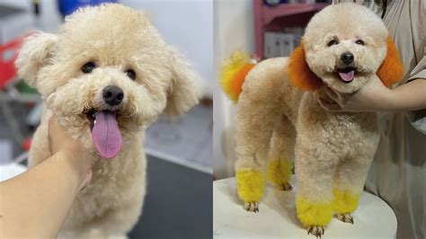 Chó Poodle nhuộm tai