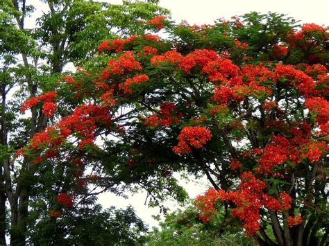 ROYAL POINCIANA Seeds FREE Shipping Fresh & Organic Delonix Regia Seeds ...