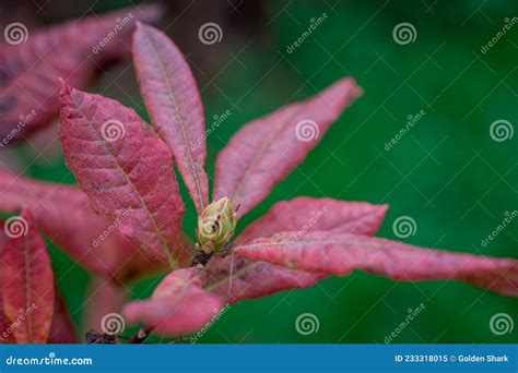 Color Nature Background of of Red Leaves Stock Image - Image of copy ...