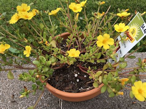 c2018 June 20, Purslane Plants | Purslane plant, Plants, Flower garden