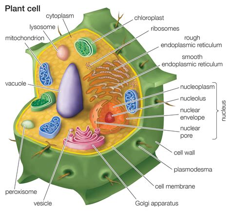 Basic Plant Cell Labeled