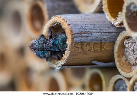 Blue Orchard Mason Bee Female Osmia Stock Photo (Edit Now) 1020642004