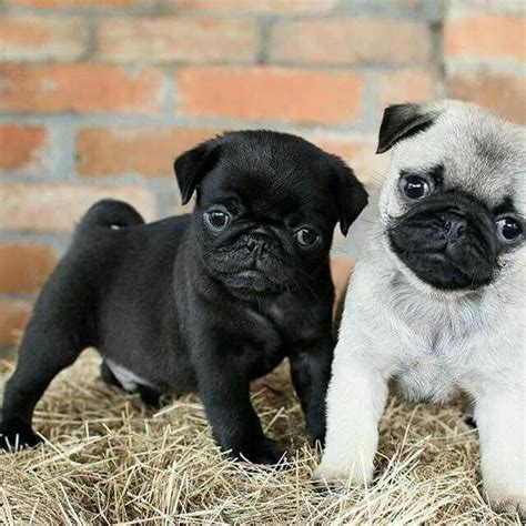 Discover more info on "black pug puppies". Browse through our website ...