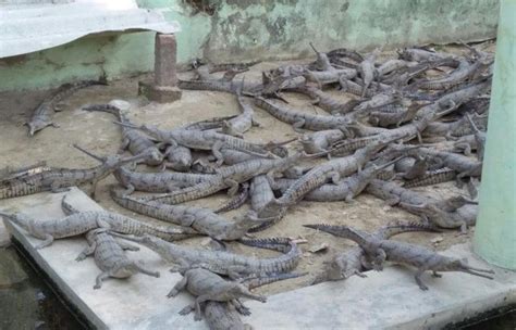 ‘Critically endangered’ gharials thriving at Kukrail breeding centre ...