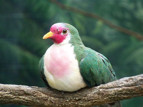 Jambu Fruit Dove | ZooChat