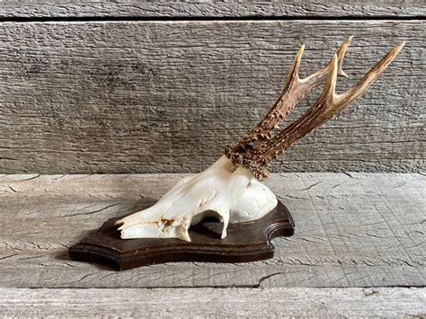 Roe Deer Antlers – the Otherist