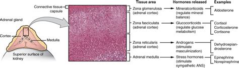 The Adrenal Glands | Anatomy and Physiology II